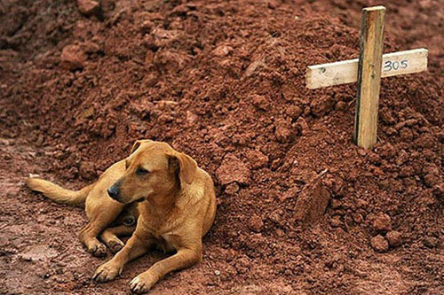 Chú chó Leao nằm cạnh ngôi mộ của chủ liên tục trong nhiều ngày sau khi chủ nhân của nó qua đời bởi những trận mưa lớn gây sạt lở đất xảy ra tại các vùng lân cận thành phố Rio de Janeiro, Brazil, vào tháng 1/2011. Được biết, trận mưa lớn đã xóa sổ nhiều ngôi làng và cướp đi sinh mạng của hơn 900 người.